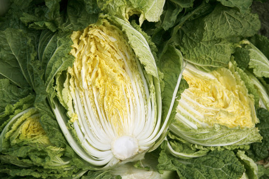 A close up view of cabbages in the field, korea 
