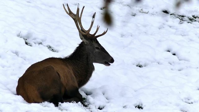 Rotwild im Winter
