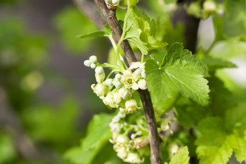 spring flowering currant
