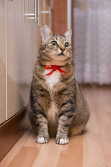 cat with a red ribbon