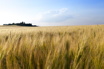 ripening cereals in the field