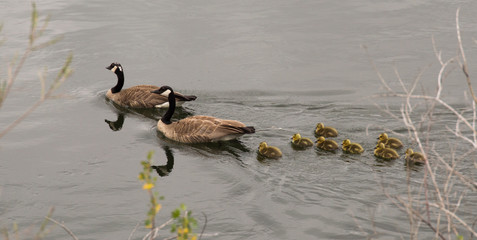 Family of two adult Canadian geese and their eight goslings swimming in a river