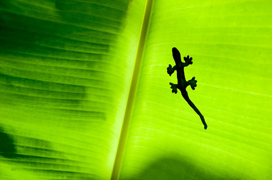 the shadow of gecko or lizard on green banana's leaf