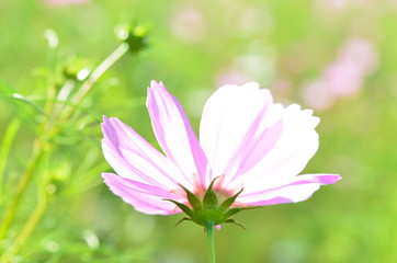 コスモスの花