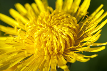 yellow dandelions in spring