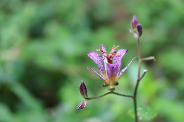 ホトトギスの花