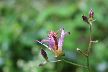 ホトトギスの花