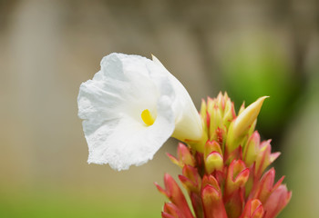 Galangal flowers.