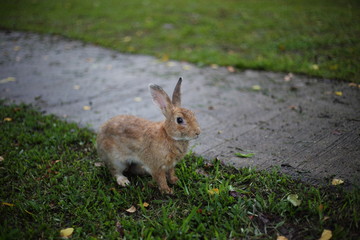 Naklejka na ściany i meble Rabbit on grass in Saraburi at Thailand