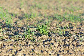 young grass plants, close-up