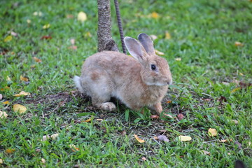 Rabbit on grass in Saraburi at Thailand