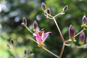 ホトトギスの花