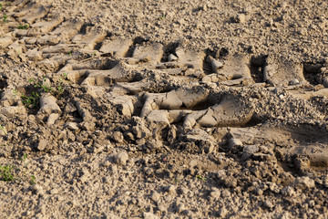 Wheel tracks on the field
