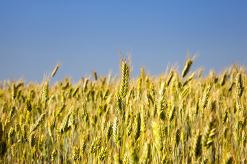 Fototapeta premium immature yellowing wheat