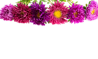aster isolated on white background