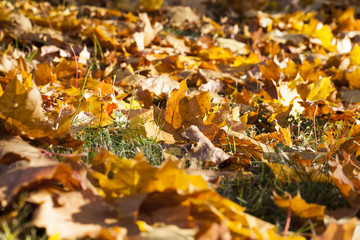 leaves in autumn park