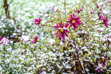 Fresh flowers in the snow / Flowers in snow on blurry background - shallow DOF / Winter scene / Frozenned flower / Frozen meadow flower, floral vintage winter background, macro image