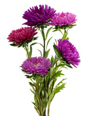  flower aster isolated on white background
