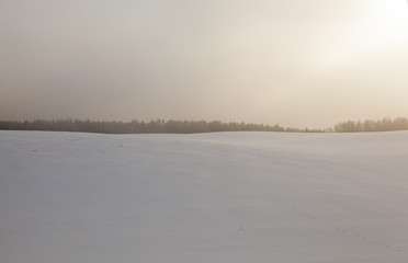 forest in winter, dawn