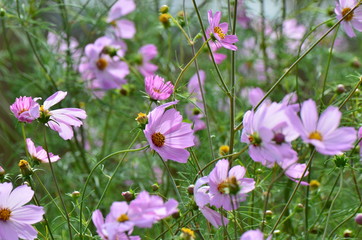 コスモスの花