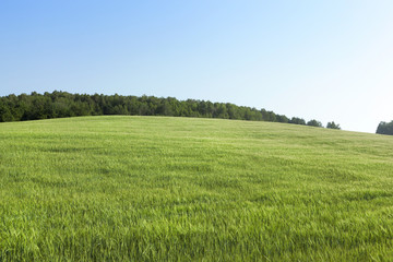 young cereals, wheat.