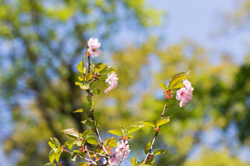 Sakura branches in the foreground