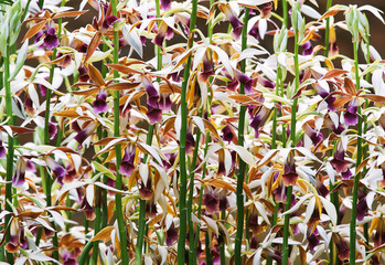 Group of purple and brown phalaenopsis  orchid blossom