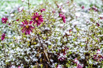 Fresh flowers in the snow / Flowers in snow on blurry background - shallow DOF / Winter scene / Frozenned flower / Frozen meadow flower, floral vintage winter background, macro image