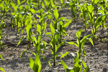 Field with corn