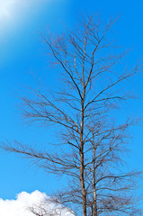 Dried tree branches on blue sky
