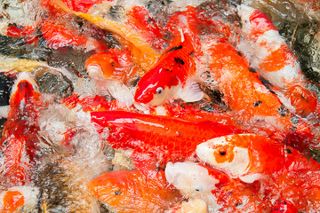 Obraz na płótnie Canvas Japan fish call Carp or Koi fish colorful swimming in the pond