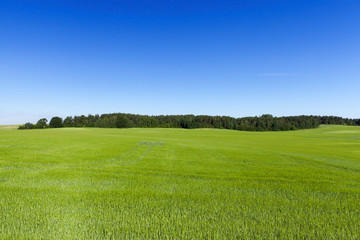 Field with cereal