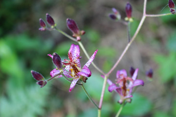 ホトトギスの花