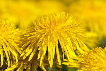 yellow dandelions in spring