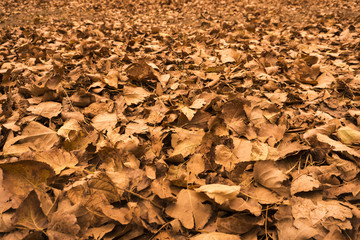 Autumn Leaf BAckground