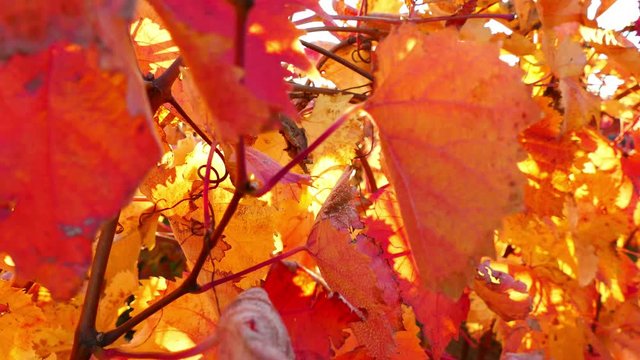 Panoramic view at carst vineyard in autumn colors at sunset - crane up, UHD