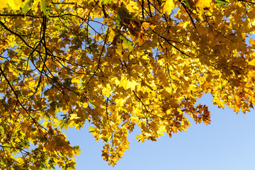 Maple Park in autumn