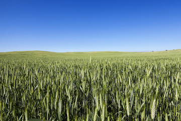 Field with cereal