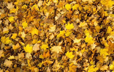 Golden autumn leaves covering the lawn while the sun shines through the beautiful pattern