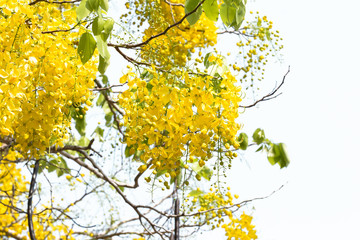 Golden shower bloom in sunshine day at thailand