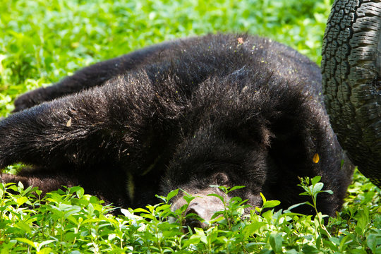 Bear cute animal wildlife neture