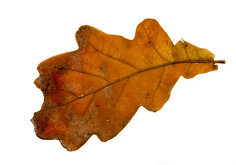 isolated oak leaf