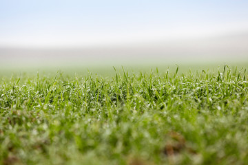 young grass plants, close-up