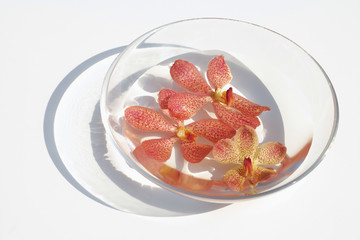Bowl of orchids floating in water