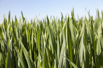 Obraz premium Field with cereal