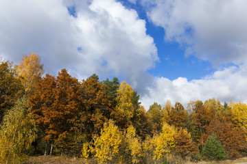 Fototapeta na wymiar Nature in autumn season