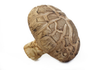 shiitake mushroom isolated on white background