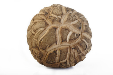 shiitake mushroom isolated on white background