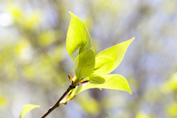 linden leaves, spring