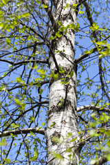 Obraz premium young birch leaves